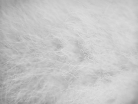 Gray or white fluffy pomeranian dog fur patterns texture , soft color backgroundの写真素材