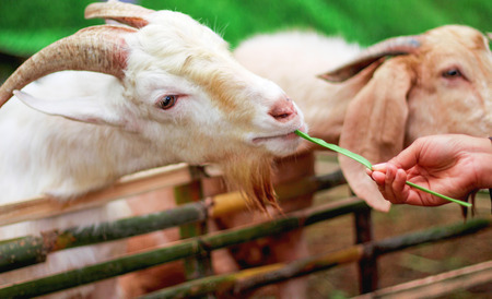White goat standing and eating green grass with happy face  , woman hand