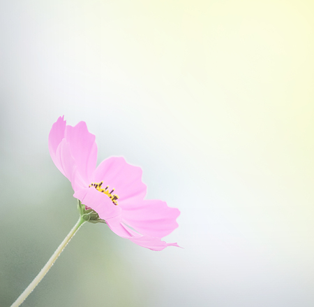 Soft focus cosmos flowers pink petal or mexican aster with yellow pollen patterns blooming with stem in gardenの写真素材