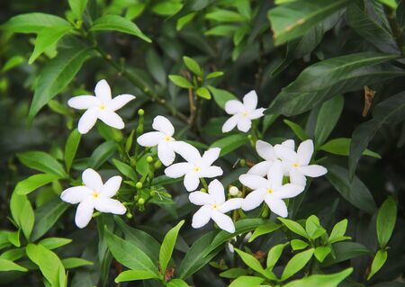 Group Of White Sampaguita Jasmine Blooming With Bud Inflorescence And Green Leaves Top View In Nature Garden Backgroundの写真素材 イメージマート