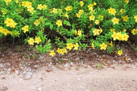 Colorful sweet flowers yellow allamanda cathartica with green stem and leaves blooming and hanging...