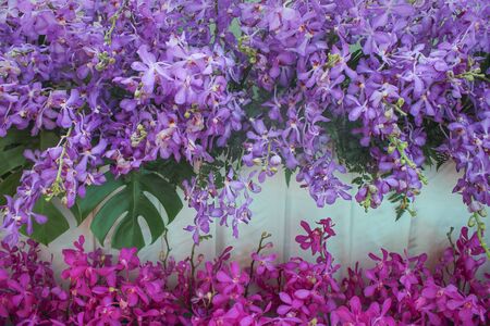 Decorative purple orchid flowers with green fern ornamental  and colorful inflorescence pink ...