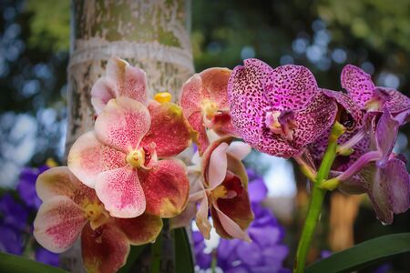 Colorful flowers  sweet,pink vanda orchids blooming in garden
