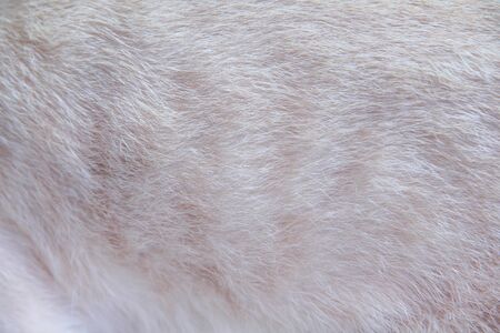 Light brown cat fur patterns abstract texture for backgroundの写真素材