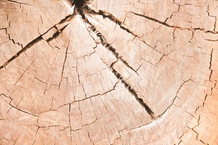 Texture wood cross section rings with line cracked patterns of tree trunk nature backgroundの写真素材
