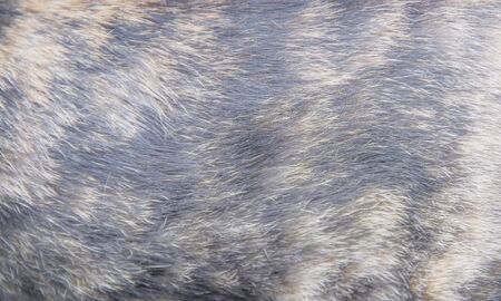 Fluffy cat fur texture background