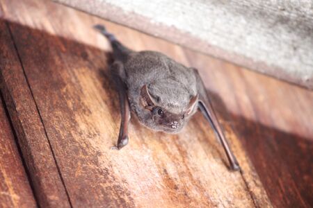 Close up single bat hanging on wood wall near roof backgroundの写真素材