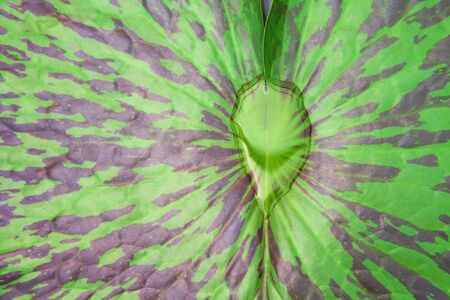 Colorful green lotus leaves with light brown striped and water drops  patterns for natural background top viewの写真素材