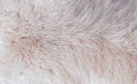 Fur cat texture abstract natural patterns soft focus background top viewの写真素材