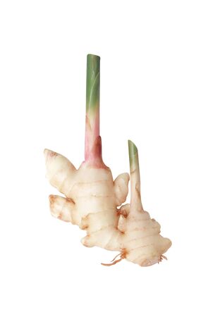 Fresh ginger head with red ,root and green trunk isolated on white backgroundの写真素材
