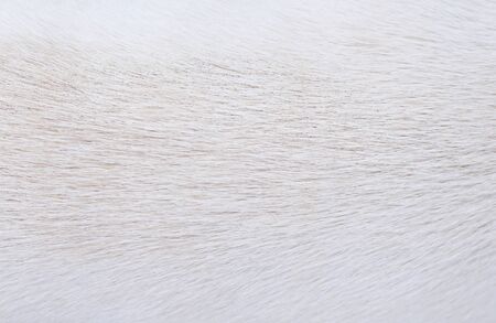 Dog fur texture light brown and white  abstract for background , Natural animal patterns skin