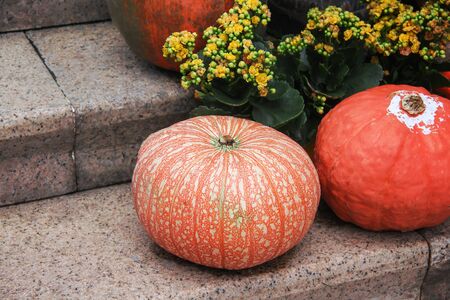 Fresh orange pumpkins group decoration on stone stair