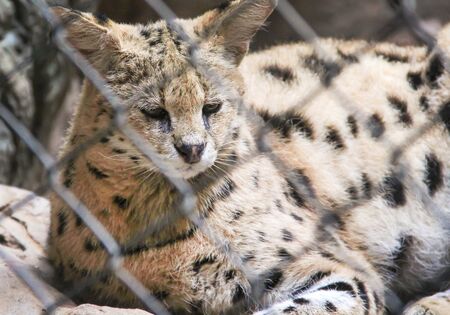 Single african serval cat or Leptailurus serval in cage background