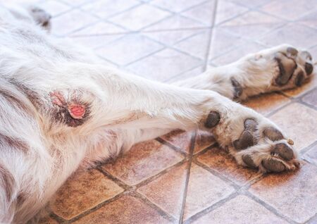 Wounds on the legs dog
