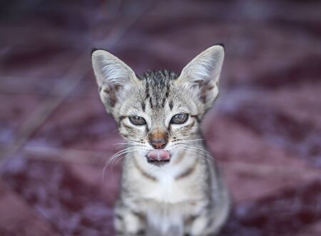 Baby cat with tonge out and sitting on the floor ,single animal on backgroundの写真素材