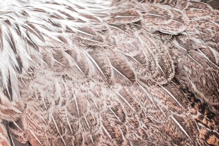 Animal fur texture , beautiful rooster bantam skin patterns  for nature backgroundの写真素材