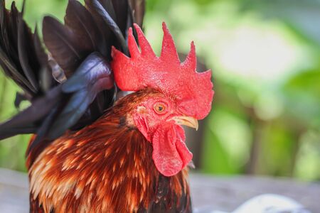 Colorful rooster bantam with red crest patterns in nature garden backgroundの写真素材