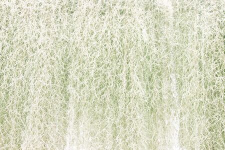 Natural spanish moss long texture  pattern or ornamental tillandsia usneoides hanging in garden for...