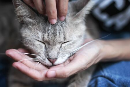 Cat face with closed eyes on palm while Asian woman hand stroking with gentle touching , lifestyle relaxation happy timeの写真素材