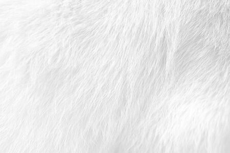 Cat fur texture , white or gray animal patterns for nature backgroundの写真素材