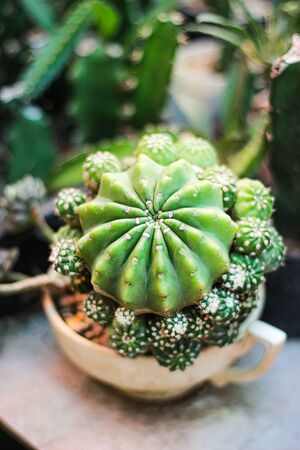 Cactus flower echinopsis calochlora in white coffee cup pot at gardenの写真素材