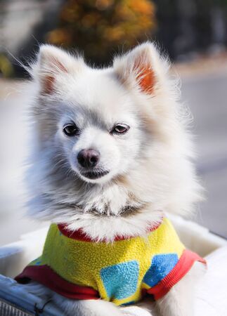 Pomeranian puppy dogs in colorful clothes sitting in basketの写真素材