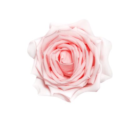 Single pink rose flower isolated on white background  top viewの写真素材