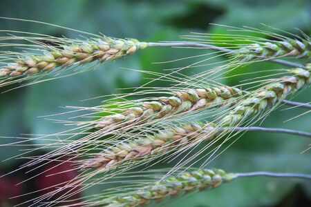 Barley field close up fresh organic in natural farm , summer dayの写真素材