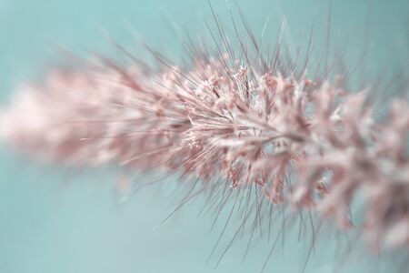 Needle grass flowers blooming  in nature garden on bright blue sky backgroundの写真素材