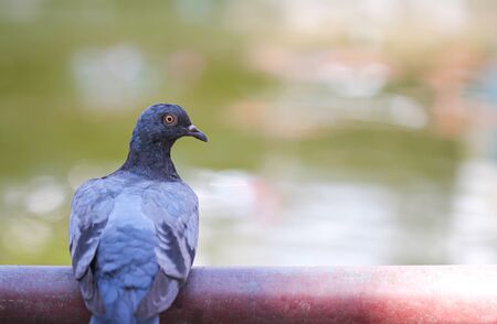 Single dark grey pigeon perching on old red steel fence near riveの写真素材