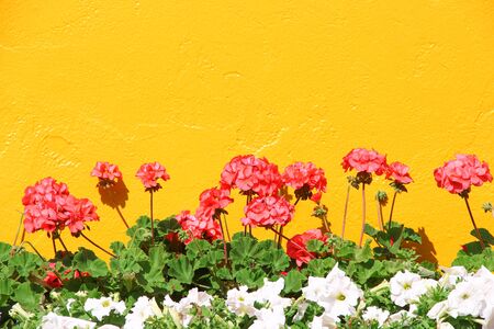 Red flowers with green leaf and white petunia blooming on yellow concrete wall background , copy spaceの写真素材