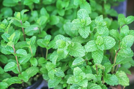 Organic green mints or fresh melissa officinalis texture plants in garden top view background
