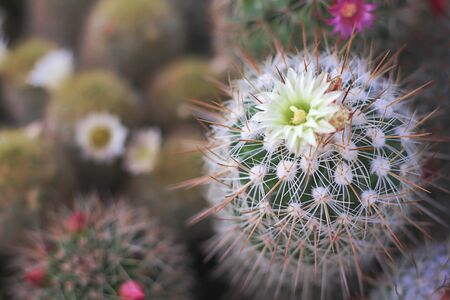 Cactus with thorn and flower blooming in gardenの写真素材