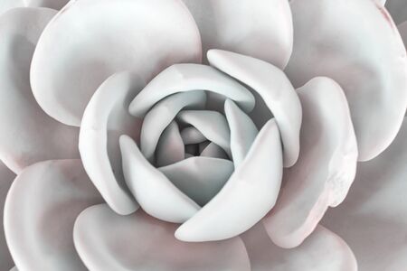 Roses stone cactus texture blooming on background top view