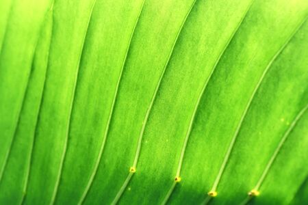 Green leaves texture or dieffenbachia patterns on background
