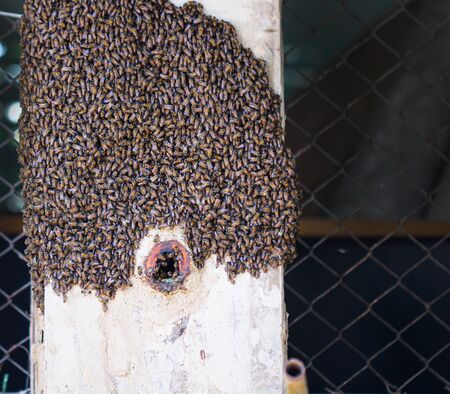 Huge bees group in wood box , nature insect pet background
