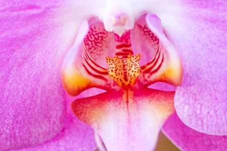 Fresh pink vanda orchid colorful flowers texture  macro backgroundの写真素材