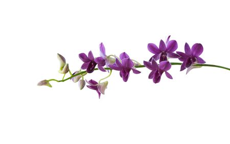 Orchids purple bloomingisolated on white backgroundの写真素材