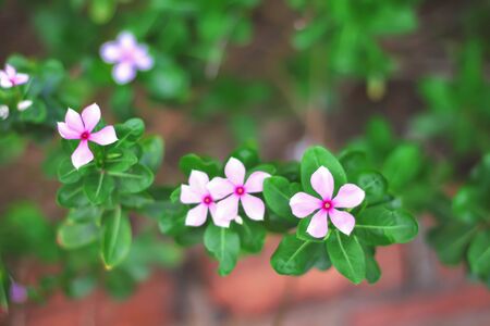 Top view pink catharanthus roseus blooming in gardenの写真素材