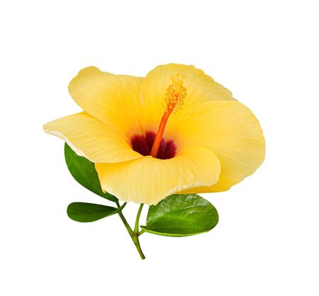Yellow chaba colorful flowers blooming with leaf  isolated on white background , clipping pathの写真素材
