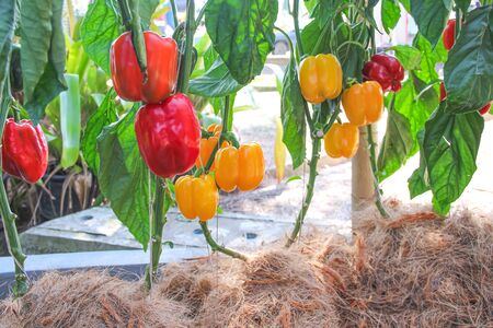 Sweet pepper or capsicum annuum group hanging  on vine of  tree in organic vegetables farm backgroundの写真素材