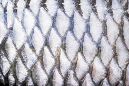 Pile of mushroom astraeus hygrometricus or fresh barometer Earthstars on green banana leaves backgroundの写真素材