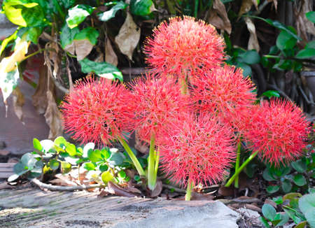 Close up fresh red ripe lychee or litchi chinensis tropical fruitsの写真素材