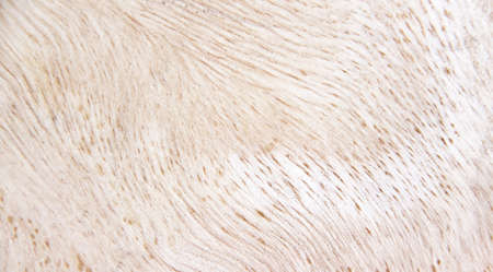 Pink  hollyhock or alcea rosea blomming with green bud and long stem patterns isolated on white backgroundの写真素材