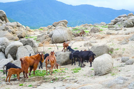 Concrete walkway in the island go up to forest natural backgroundの写真素材