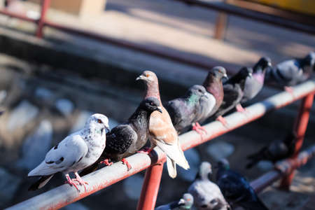Colorful orange carps fish swimming in pond at garden backgroundの写真素材