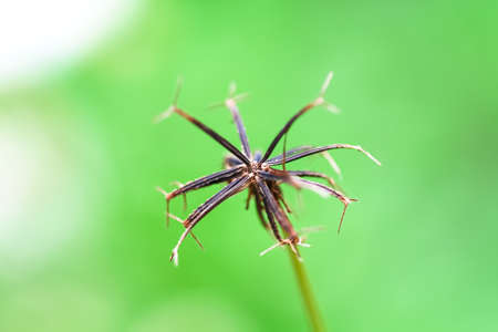 Dry flower grass in garden nature macro green background