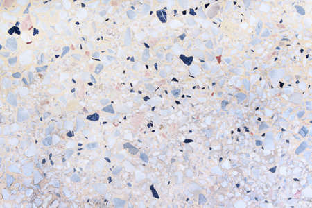 Bidens pilosa flower blooming with single bee drinking nectar nature insect backgroundの写真素材