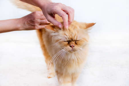 Snake plant or green sansevieria trifasciata prain nature leaf field outdoor backgroundの写真素材