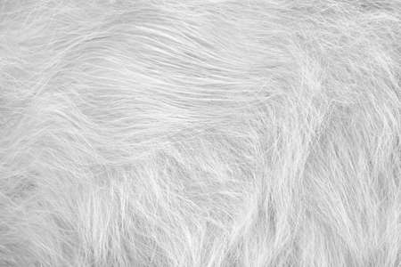 cat fur light gray or white texture patterns abstract , animal skin background